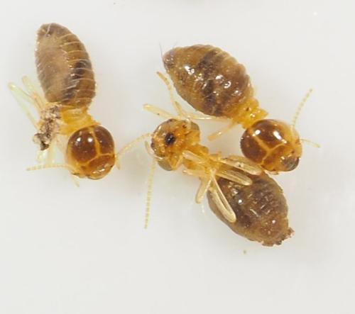 Nasutitermes sp.